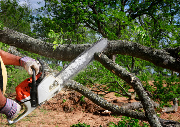 Best Tree Trimming and Pruning  in Waukon, IA